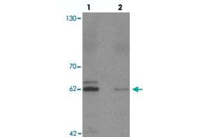 Western blot analysis of KCNK13 in rat brain tissue with KCNK13 polyclonal antibody  at 0. (KCNK13 anticorps  (Internal Region))