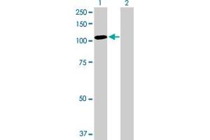 Western Blot analysis of TAX1BP1 expression in transfected 293T cell line by TAX1BP1 MaxPab polyclonal antibody.