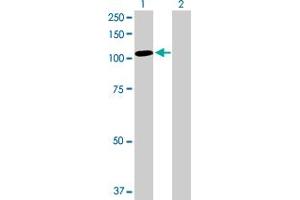 Western Blot analysis of TAX1BP1 expression in transfected 293T cell line by TAX1BP1 MaxPab polyclonal antibody.