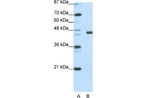 WB Suggested Anti-EGR4 Antibody Titration:  0. (EGR4 anticorps  (C-Term))