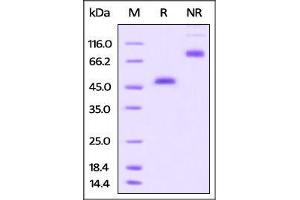 Rhesus macaque GITR, Fc Tag on SDS-PAGE under reducing (R) and no-reducing (NR) conditions.