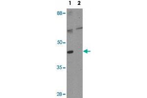 Western blot analysis of GEMC1 in mouse heart tissue lysate with GEMC1 polyclonal antibody  at 1 ug/mL in (1) the absence and (2) the presence of blocking peptide.