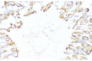 Immunohistochemistry of paraffin-embedded Rat testis using DNAJB11 Polyclonal Antibody at dilution of 1:100 (40x lens). (DNAJB11 anticorps)