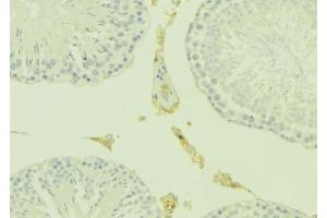 ABIN6277390 at 1/100 staining Mouse testis tissue by IHC-P.