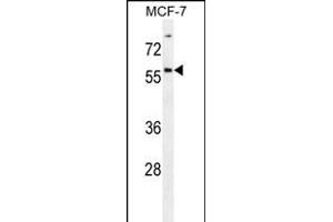 ZN Antibody (Center) (ABIN656186 and ABIN2845514) western blot analysis in MCF-7 cell line lysates (35 μg/lane). (ZNF165 anticorps  (AA 215-242))