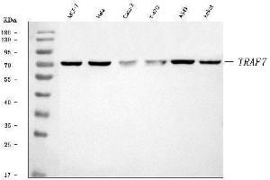 Western blot analysis of TRAF7 using anti-TRAF7 antibody (ABIN7601144).