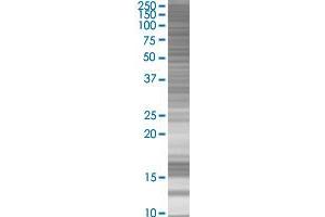 ARNTL transfected lysate. (ARNTL 293T Cell Transient Overexpression Lysate(Denatured))