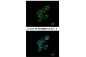 ICC/IF Image Immunofluorescence analysis of methanol-fixed A431, using GAS2L1, antibody at 1:500 dilution.