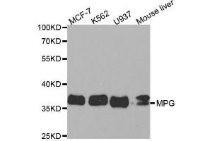 Western blot analysis of extracts of various cell lines, using MPG antibody. (MPG anticorps  (AA 1-293))