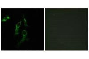 Immunofluorescence analysis of HepG2 ells, using HARS antibody. (HARS1/Jo-1 anticorps  (C-Term))
