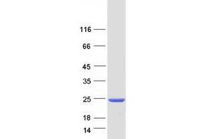Validation with Western Blot