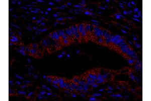 Immunofluorescence (IF) image for anti-KIAA1524 (KIAA1524) (AA 550-600) antibody (ABIN7448939) (KIAA1524 anticorps  (AA 550-600))