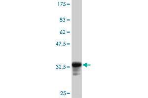 Western Blot detection against Immunogen (33.