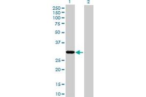 Western Blot analysis of THAP1 expression in transfected 293T cell line by THAP1 MaxPab polyclonal antibody. (THAP1 anticorps  (AA 1-213))