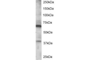 Image no. 1 for anti-Regulator of G-Protein Signaling 14 (RGS14) (C-Term) antibody (ABIN374433) (RGS14 anticorps  (C-Term))