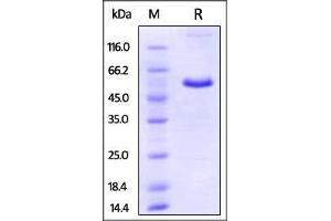 Mouse CD40, Fc Tag on SDS-PAGE under reducing (R) condition. (CD40 Protein (CD40) (AA 24-193) (Fc Tag))