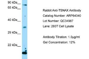 Western Blotting (WB) image for anti-Translin-Associated Factor X (TSNAX) (Middle Region) antibody (ABIN971943) (TSNAX anticorps  (Middle Region))