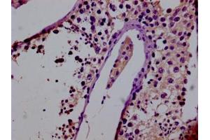 IHC image of ABIN7153367 diluted at 1:400 and staining in paraffin-embedded human testis tissue performed on a Leica BondTM system.
