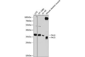 Western blot analysis of extracts of various cell lines, using FHL3 antibody  at 1:1000 dilution. (FHL3 anticorps  (AA 1-280))