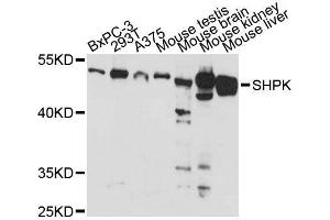 Western blot analysis of extracts of various cell lines, using SHPK antibody (ABIN5996627) at 1:3000 dilution. (SHPK anticorps)