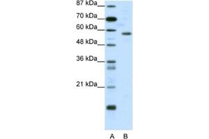 Western Blotting (WB) image for anti-YY1 Transcription Factor (YY1) antibody (ABIN2461693) (YY1 anticorps)