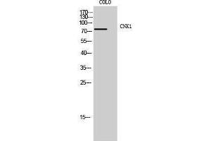 Western Blotting (WB) image for anti-Connector Enhancer of Kinase Suppressor of Ras 1 (CNKSR1) (Internal Region) antibody (ABIN3183986) (CNKSR1 anticorps  (Internal Region))