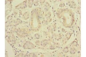 Immunohistochemistry of paraffin-embedded human salivary gland tissue using ABIN7151506 at dilution of 1:100
