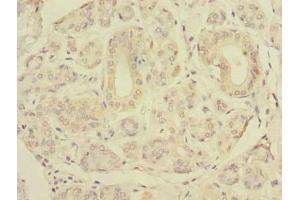 Immunohistochemistry of paraffin-embedded human salivary gland tissue using ABIN7151506 at dilution of 1:100