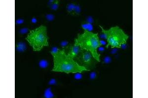 Anti-PRTG mouse monoclonal antibody (ABIN2453526) immunofluorescent staining of COS7 cells transiently transfected by pCMV6-ENTRY PRTG (RC211595). (PRTG anticorps)
