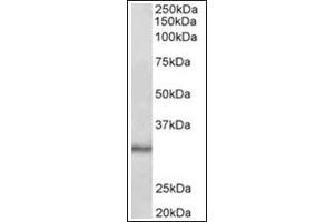 Staining of Mouse Testis lysate (35µg protein in RIPA buffer) using CTDSP1 antibody at 0. (CTDSP1 anticorps  (Internal Region))