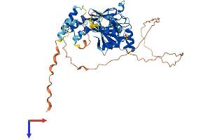 AlphaFold protein structure predicition of Mouse Recombinant Irf6 Protein, UniprotID P97431