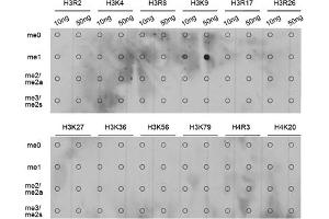 Dot-blot analysis of various methylation peptides using Monomethyl-Histone H3-K9 antibody (ABIN5969805). (Histone 3 anticorps  (H3K9me))
