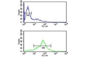 SOD1 antibody flow cytometric analysis of Jurkat cells (green) compared to a negative control (blue).