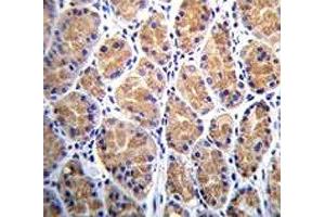 anti-Torsin Family 2, Member A (TOR2A) (AA 194-221) antibody