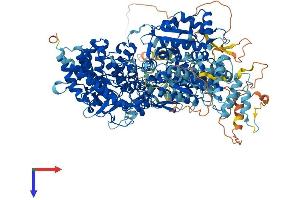AlphaFold protein structure predicition of Human Recombinant PHKA2 Protein, UniprotID P46019