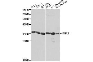 Western blot analysis of extracts of various cell lines, using MNAT1 antibody (ABIN1873734) at 1:1000 dilution. (MNAT1 anticorps)