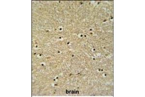 BHLHB5 Antibody (Center) (ABIN650975 and ABIN2840018) IHC analysis in formalin fixed and paraffin embedded human brain tissue followed by peroxidase conjugation of the secondary antibody and DAB staining. (BHLHE22 anticorps  (AA 236-264))