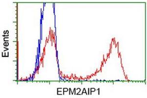 Image no. 4 for anti-EPM2A (Laforin) Interacting Protein 1 (EPM2AIP1) antibody (ABIN1498043) (EPM2AIP1 anticorps)