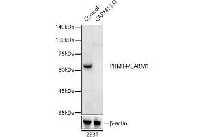 Western blot analysis of extracts from normal (control) and PRMT4/C knockout (KO) 293T cells, using PRMT4/C antibody (ABIN1682307, ABIN3015886, ABIN3015887 and ABIN6219468) at 1:500 dilution. (CARM1 anticorps  (AA 409-608))