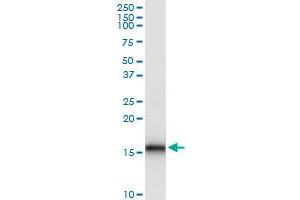 Immunoprecipitation of BST2 transfected lysate using anti-BST2 MaxPab rabbit polyclonal antibody and Protein A Magnetic Bead , and immunoblotted with BST2 purified MaxPab mouse polyclonal antibody (B03P) .