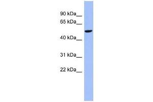 CBLL1 antibody used at 0. (CBLL1 anticorps  (N-Term))