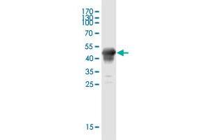 Western Blot detection against Immunogen (45. (BCAS4 anticorps  (AA 1-173))