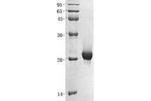 Validation with Western Blot