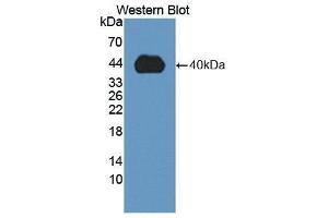 Western Blotting (WB) image for anti-Matrix Metallopeptidase 23B (MMP23B) (AA 79-390) antibody (ABIN1869242)