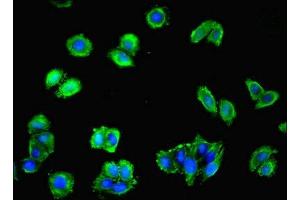 Immunofluorescent analysis of HepG2 cells using ABIN7163621 at dilution of 1:100 and Alexa Fluor 488-congugated AffiniPure Goat Anti-Rabbit IgG(H+L)
