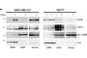 TNF-α-induced accumulation of membrane-associated proteases in lipid rafts.