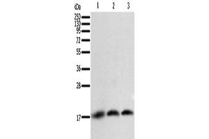 Western Blotting (WB) image for anti-Baculoviral IAP Repeat-Containing 5 (BIRC5) antibody (ABIN2428784) (Survivin anticorps)