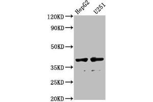 Western Blot Positive WB detected in: HepG2 whole cell lysate, U251 whole cell lysate All lanes: AMBP antibody at 1:1000 Secondary Goat polyclonal to rabbit IgG at 1/50000 dilution Predicted band size: 39 kDa Observed band size: 39 kDa (AMBP anticorps  (AA 20-203))