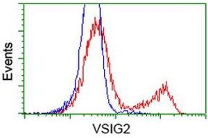 HEK293T cells transfected with either RC200170 overexpress plasmid (Red) or empty vector control plasmid (Blue) were immunostained by anti-VSIG2 antibody (ABIN2454003), and then analyzed by flow cytometry. (VSIG2 anticorps)