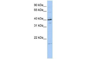 TPPP3 antibody used at 1 ug/ml to detect target protein. (TPPP3 anticorps  (Middle Region))